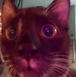 cat-woah.png