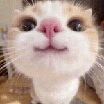 1749000944827.gif