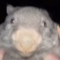 Caoticus