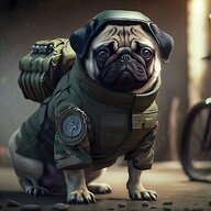 Pug