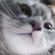 Tsaarx