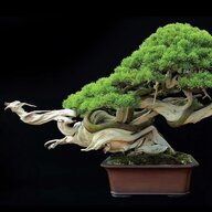 Bonsai