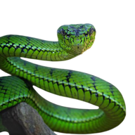 Emilito