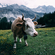 Cow