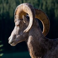 Ram