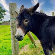 Donkey