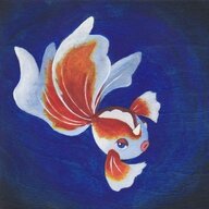 Goldeen