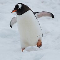 Sneider