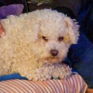 Murphy