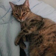 Mimi The Cat