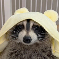 RockinRaccoon